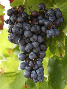 Portugieser Grape