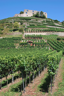 Baden Wine Region