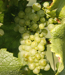 Weissburgunder Grapes
